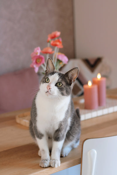 Veilig voor kinderen en huisdieren – daarom LED